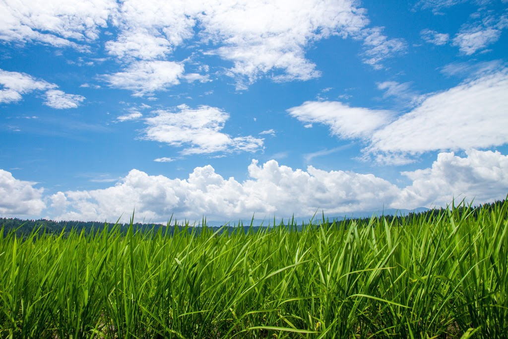 グリーンフィールドファーム ハヤシ農園 林農園 茨城県 結城市 野菜 農園