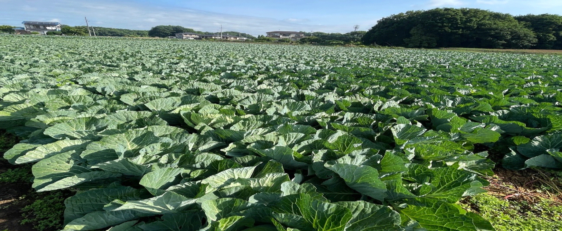 グリーンフィールドファーム ハヤシ農園 林農園 茨城県 結城市 野菜 農園