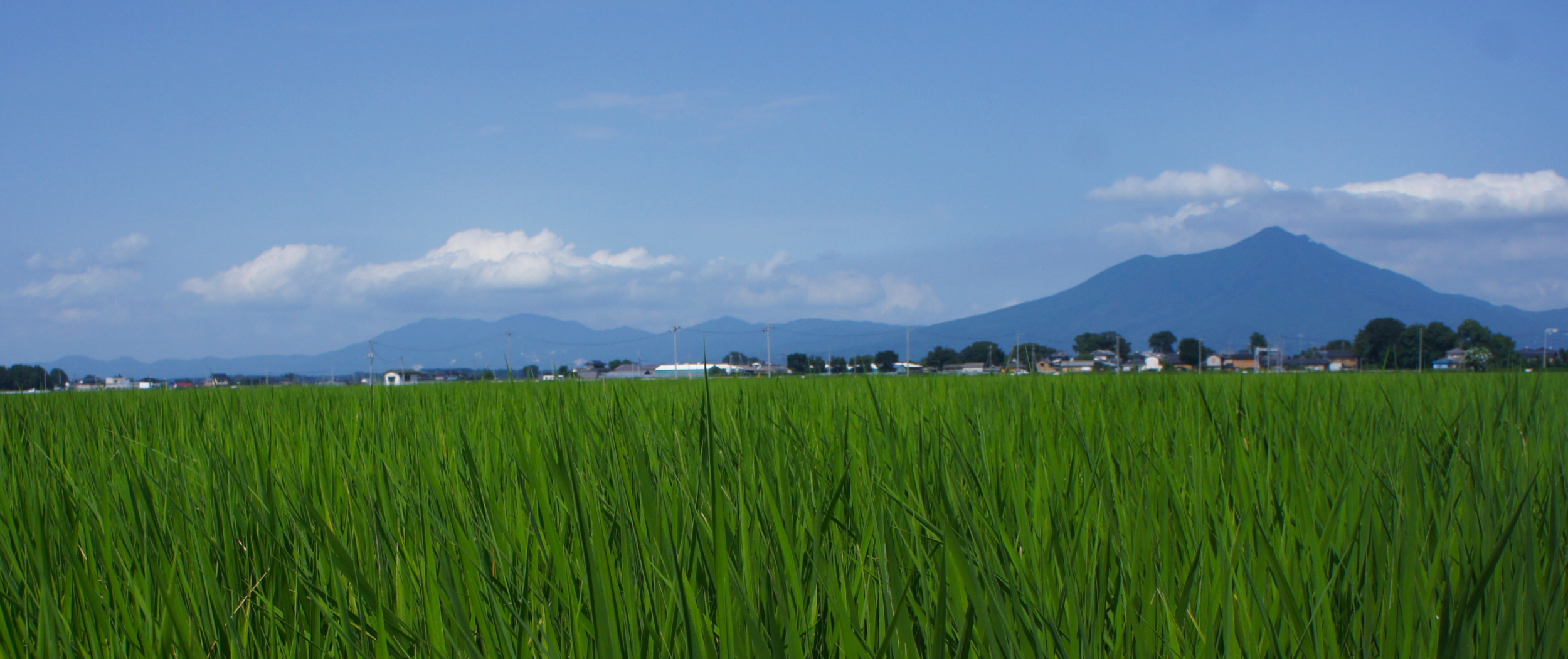グリーンフィールドファーム ハヤシ農園 林農園 茨城県 結城市 野菜 農園
