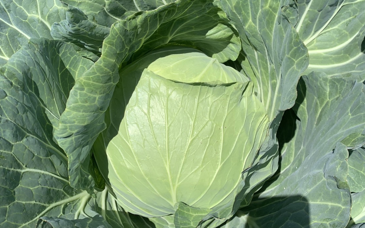 グリーンフィールドファーム ハヤシ農園 林農園 茨城県 結城市 野菜